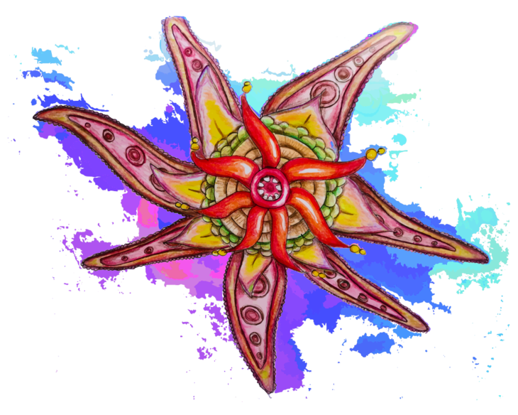 oboyes - Drucksorten, Logodesign & individuelle Gestaltung Ein bunter Seestern mit Aquasplash im Hintergrund.